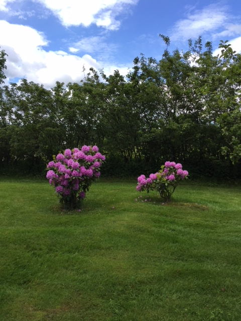 Rhododendron i trädgörd 2015.png