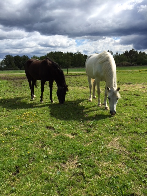 Sammy och Aylah i hagen.png